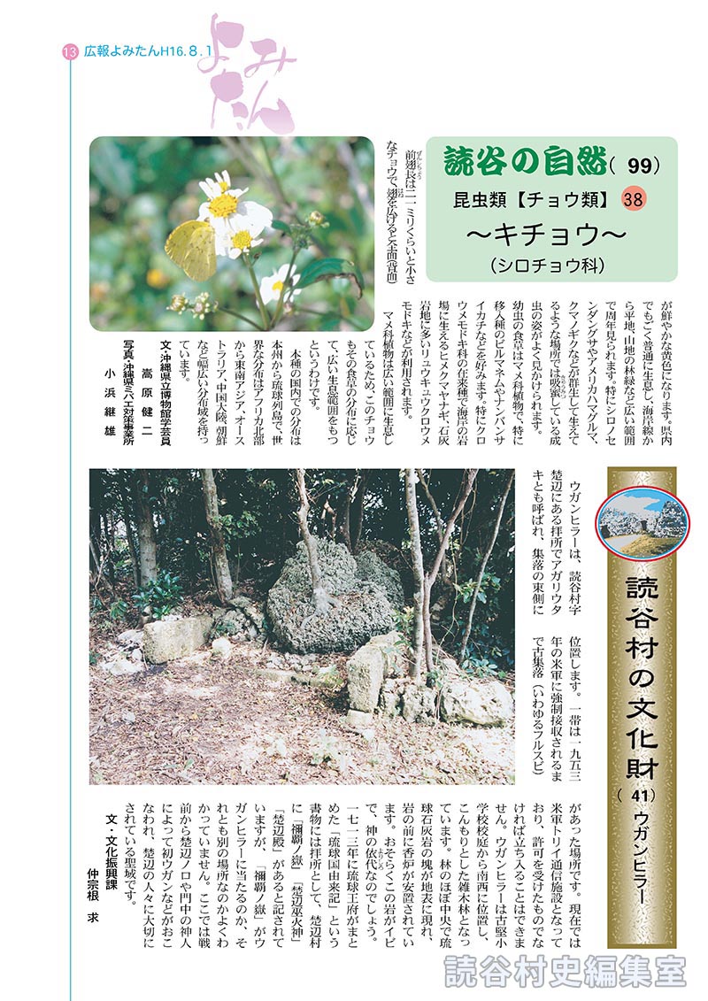 読谷の自然（99）昆虫類【チョウ類】38　キチョウ（シロチョウ科）