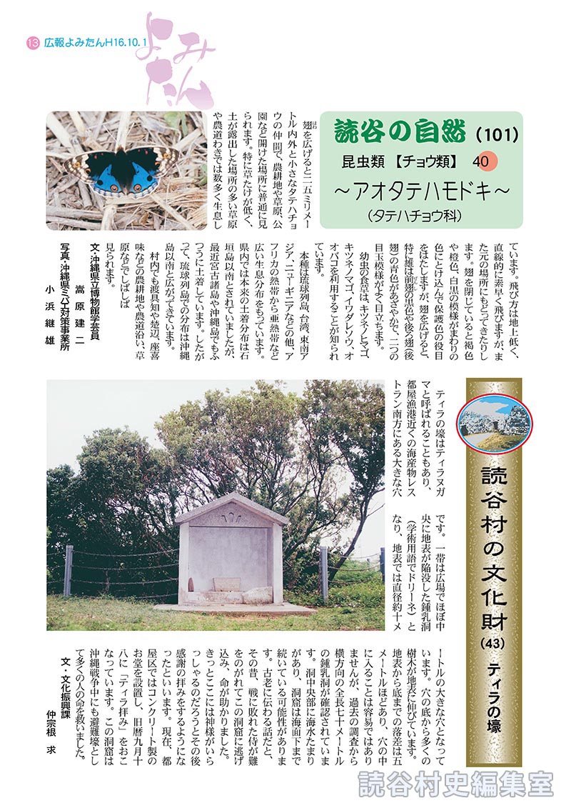 読谷の自然101　昆虫類【チョウ類】40　～アオタテハモドキ～（タテハチョウ科）